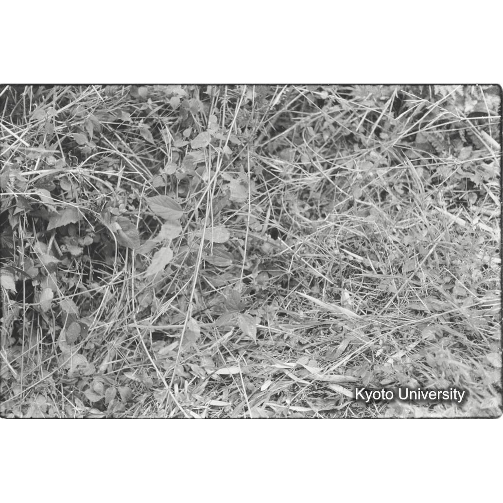 [１２コマ目]「ネスト（Ｎｅｓｔ）」 (1)