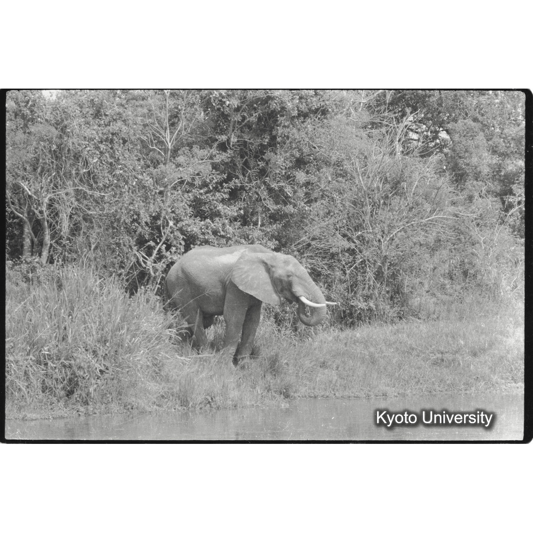 [３６コマ目]「水を飲みにきたゾウ（３）」 (1)