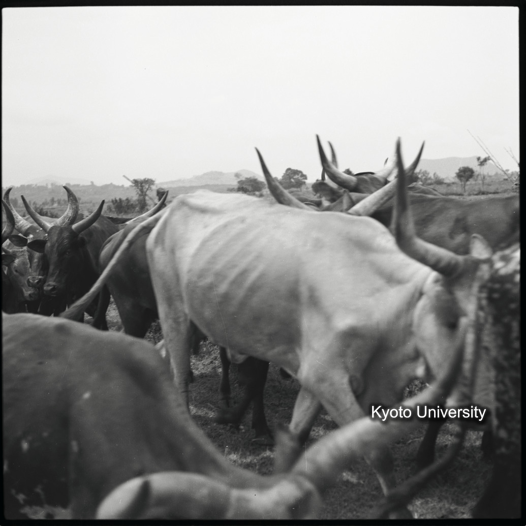 [１１コマ目]「アンコーレ牛（２）」 (1)