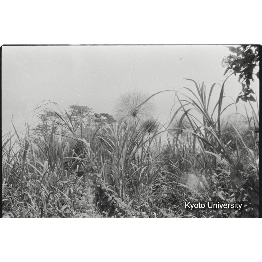 [14コマ目]「パピルス」 (1)