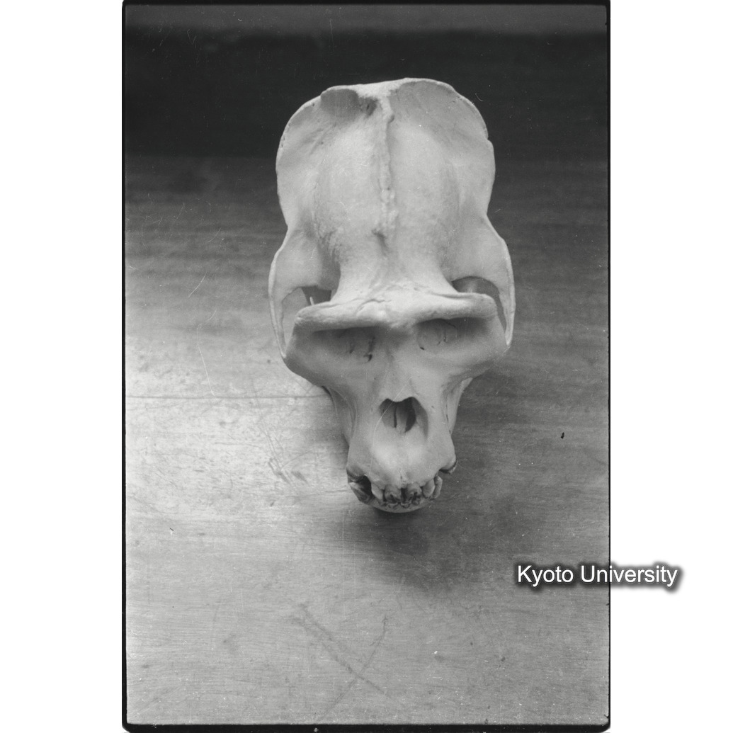 [36コマ目]「ゴリラの頭骨標本（４）」 (1)