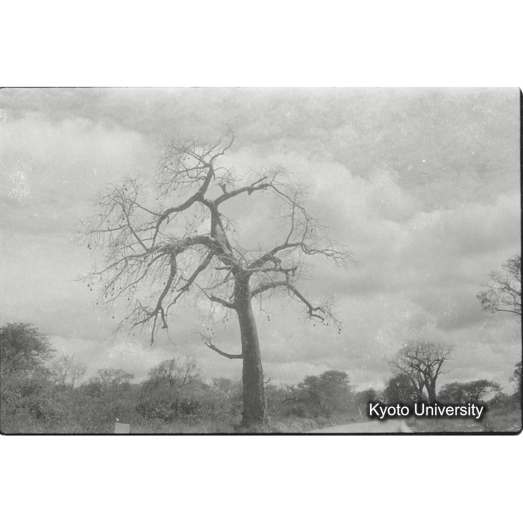 [23コマ目]「ハタオドリの巣」 (1)