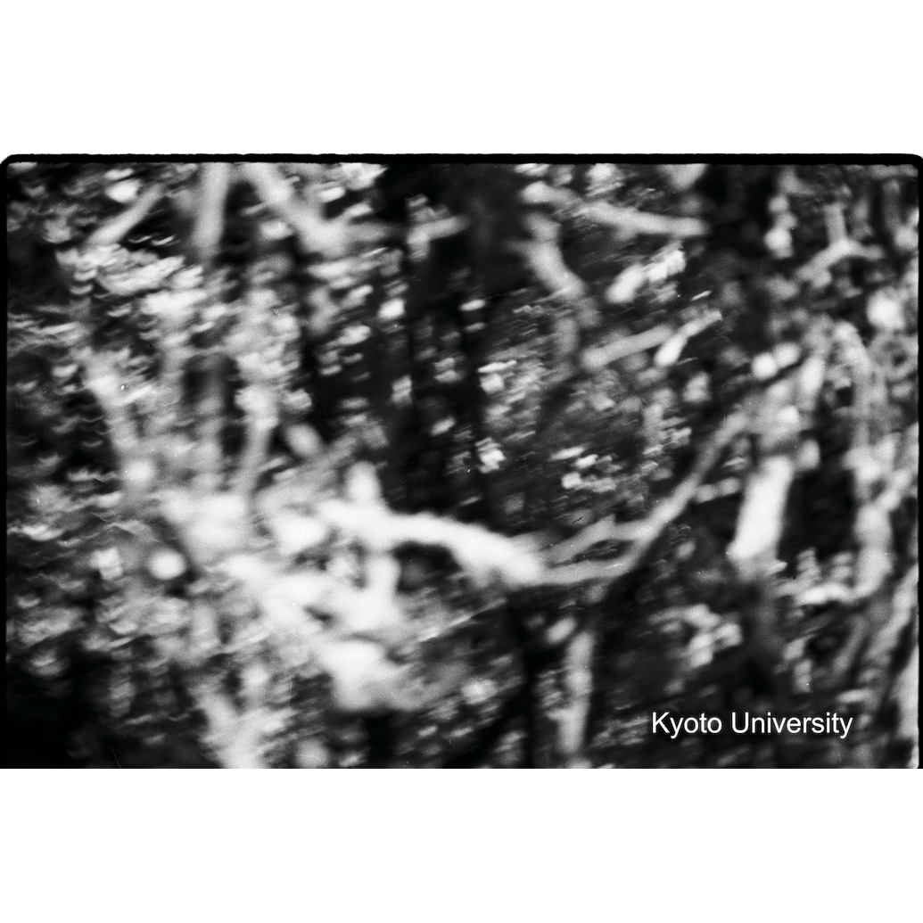 [26コマ目]「ゴリラを撮る（１）」 (1)