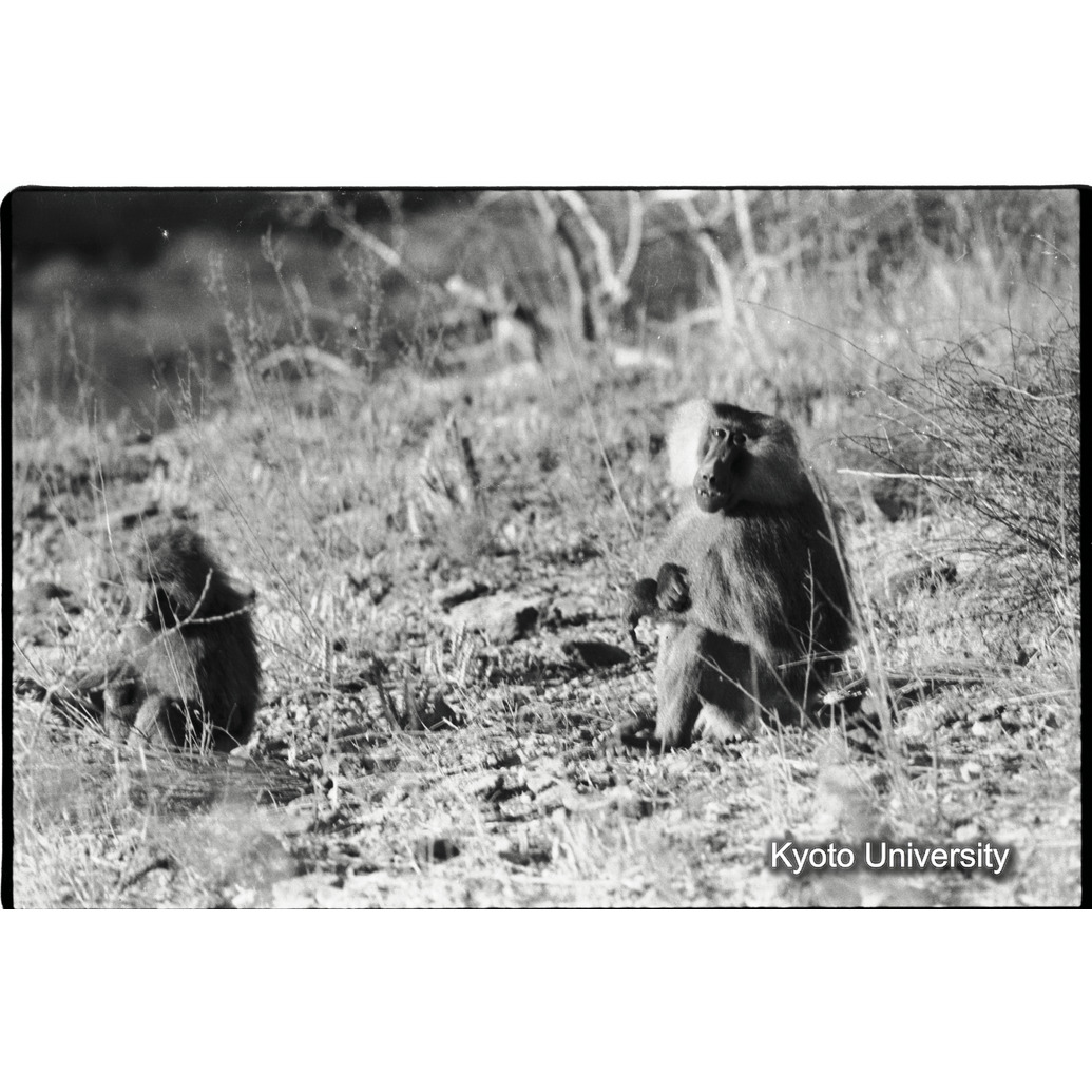 [３０コマ目]「雑種雄の交尾（１３）」 (1)