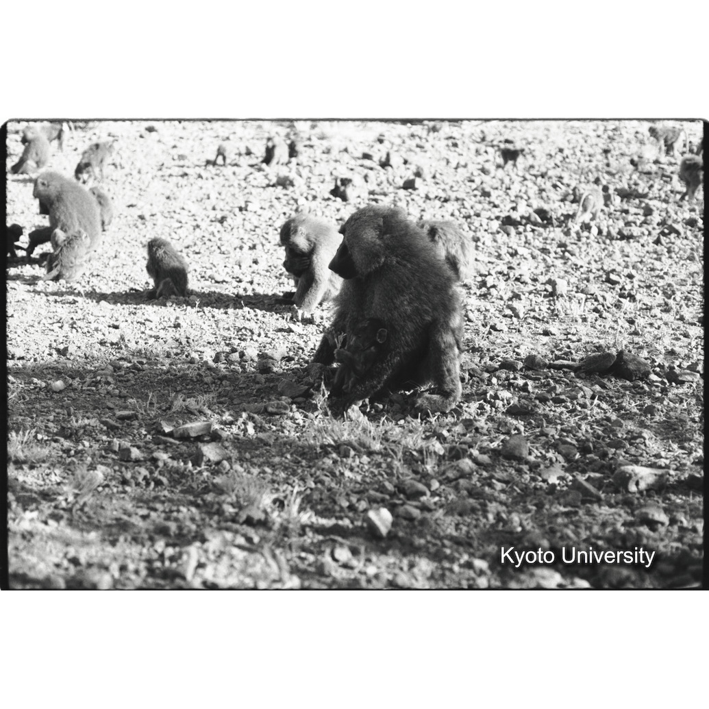 [２３コマ目]「子どもと遊ぶ雑種雄（１３）」 (1)