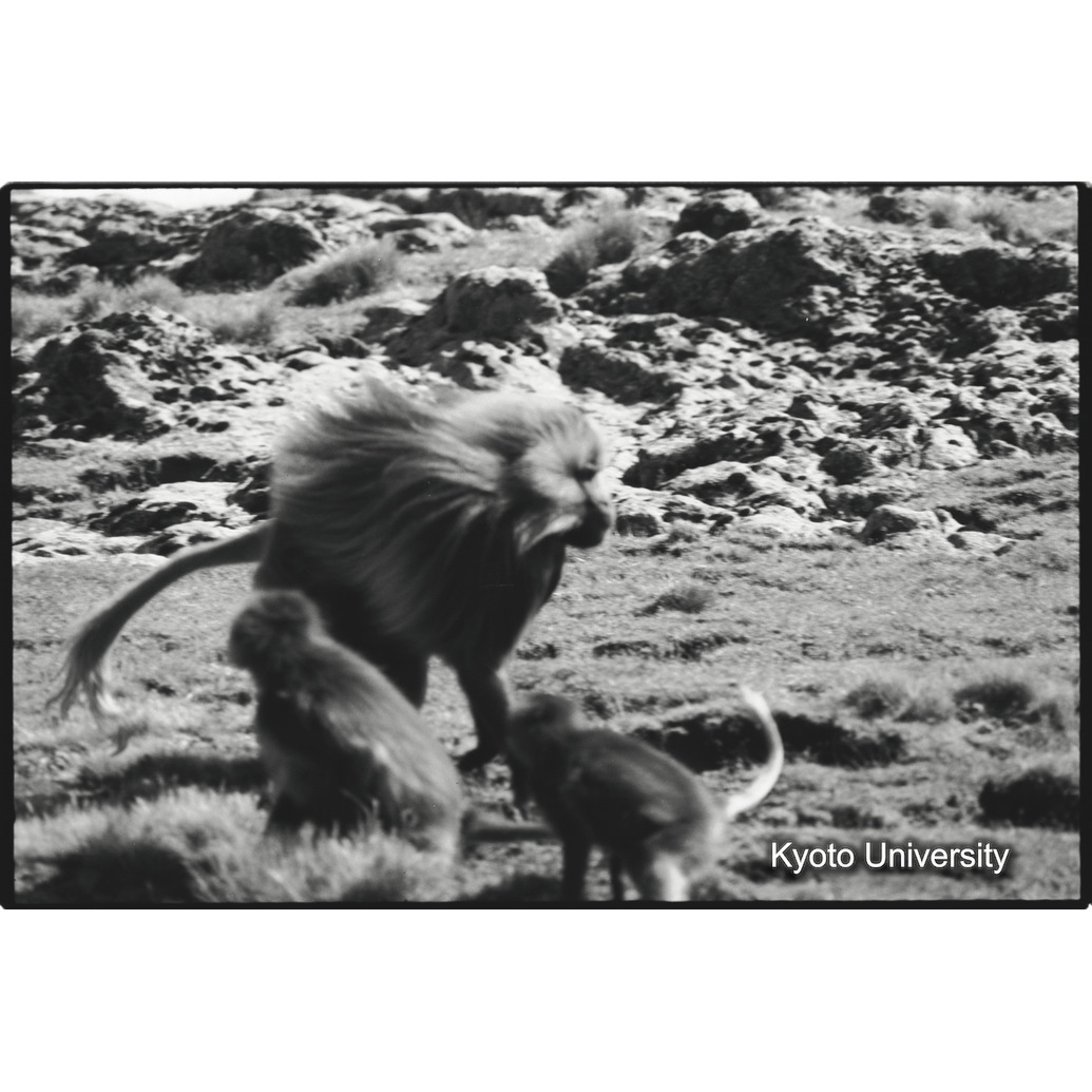 [４コマ目]「雄グループとの対決（１）」 (1)