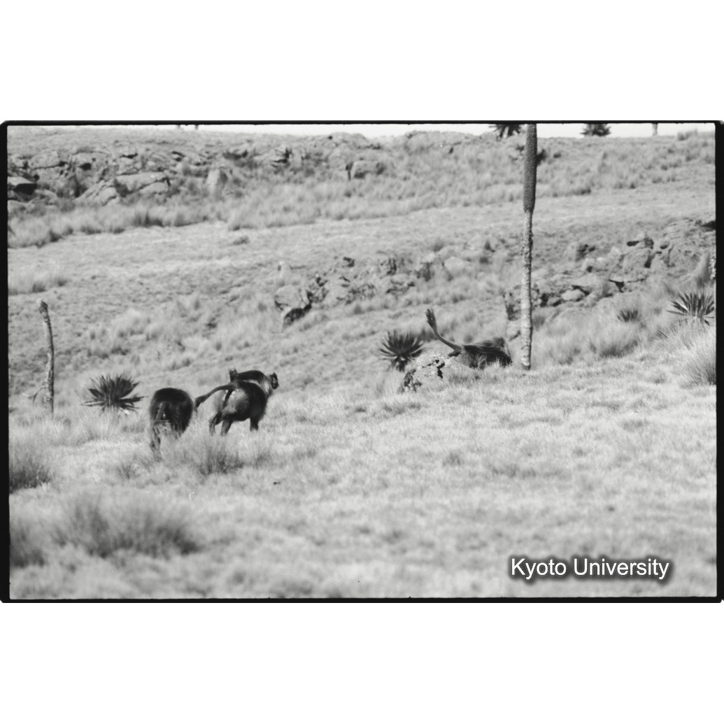 [７コマ目]「雄グループとの対決（４）」 (1)