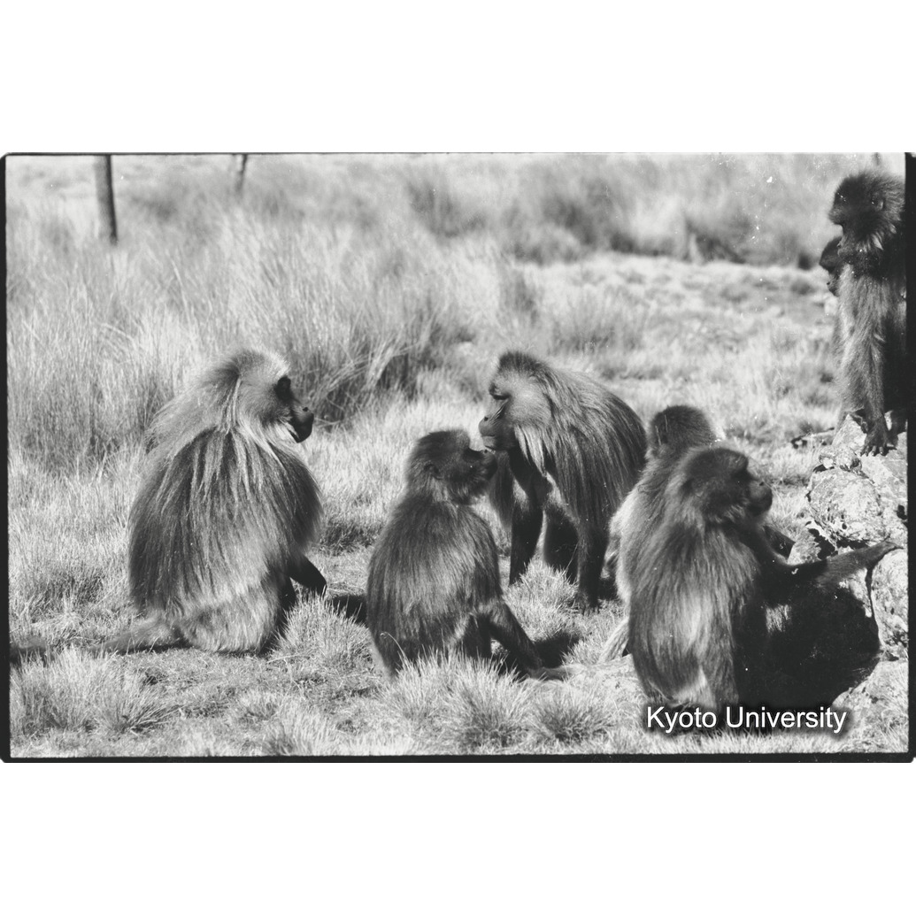 [１４コマ目]「リーダー雄とセカンド雄（２）　」 (1)