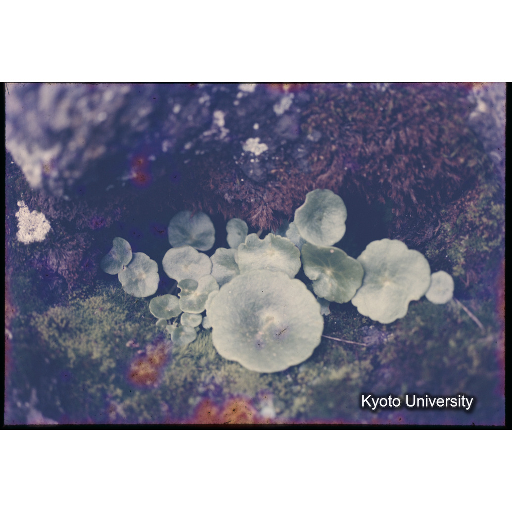 Sm　1973　1334 (1)