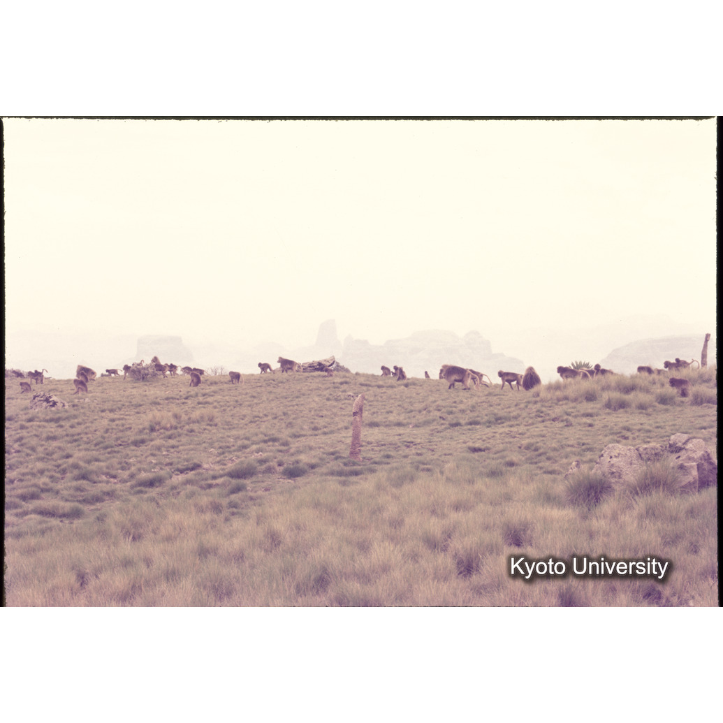 Sm　1973　1300 (1)