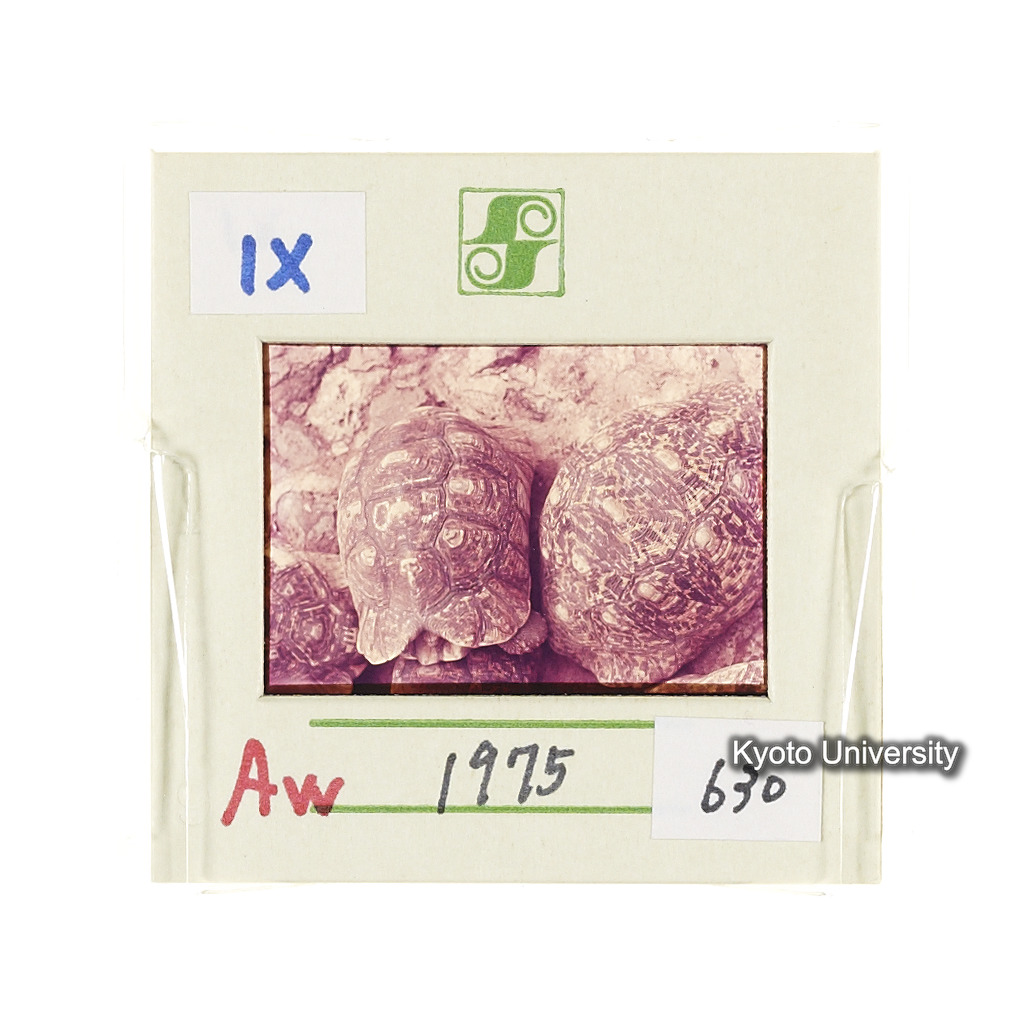Aw　1975　630 (2)