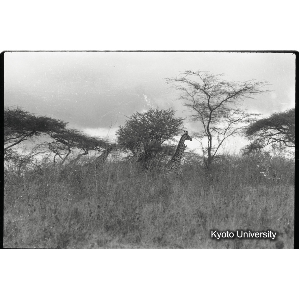 [13コマ目]「マサイキリン（２）」 (1)