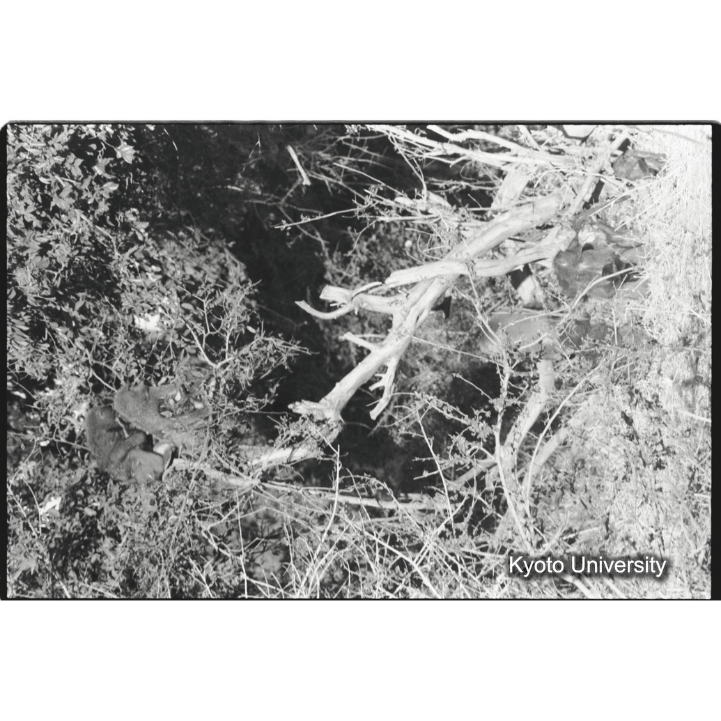 [２３コマ目]「アヌビスヒヒの群れの中のマントヒヒ雄（５）」 (1)