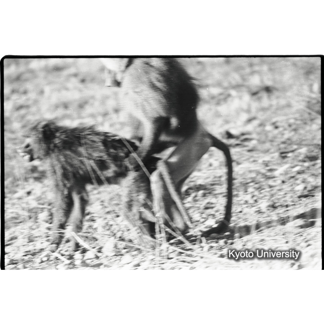 [２２コマ目]「雑種雄の交尾（８）」 (1)