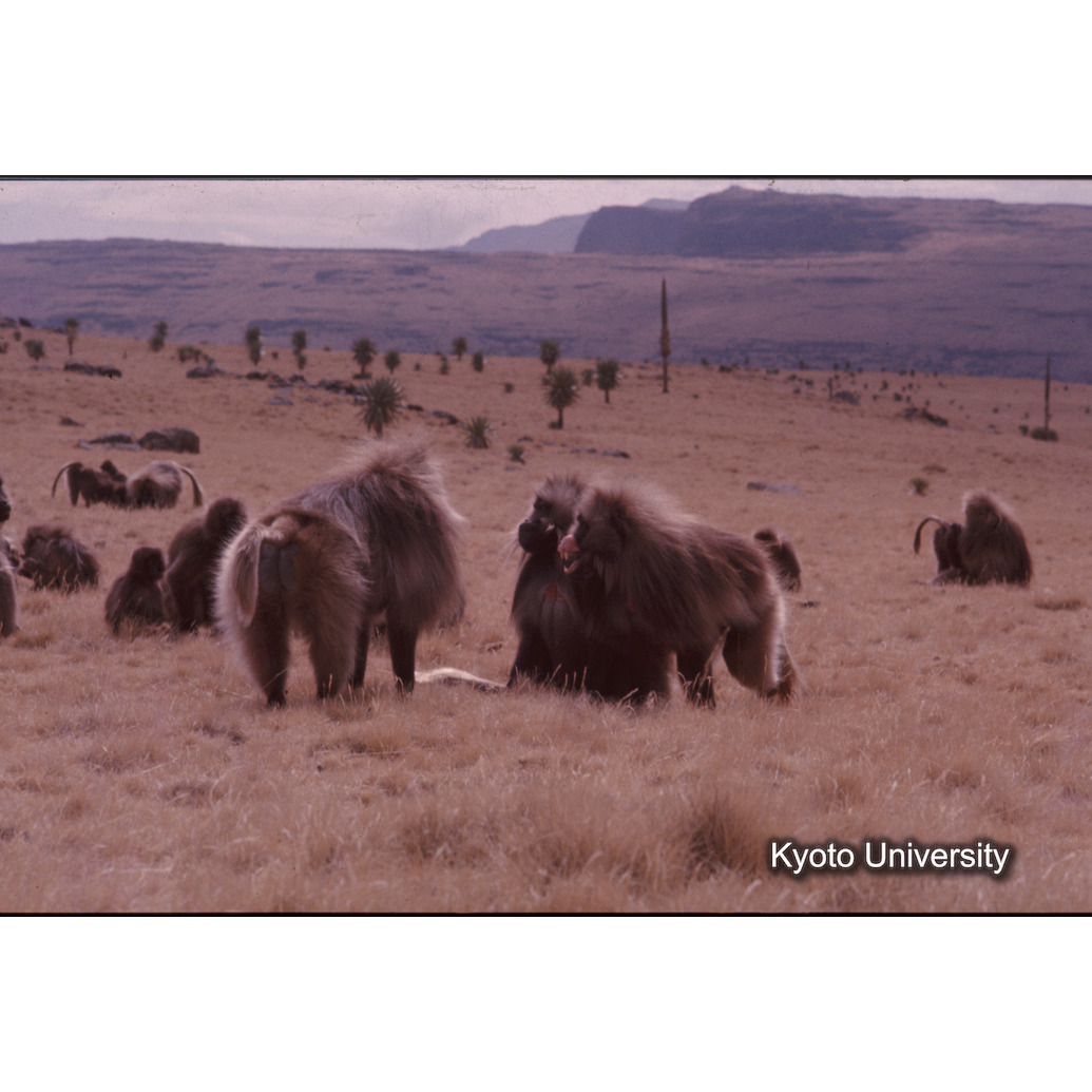 Sm　1973　1515 (1)