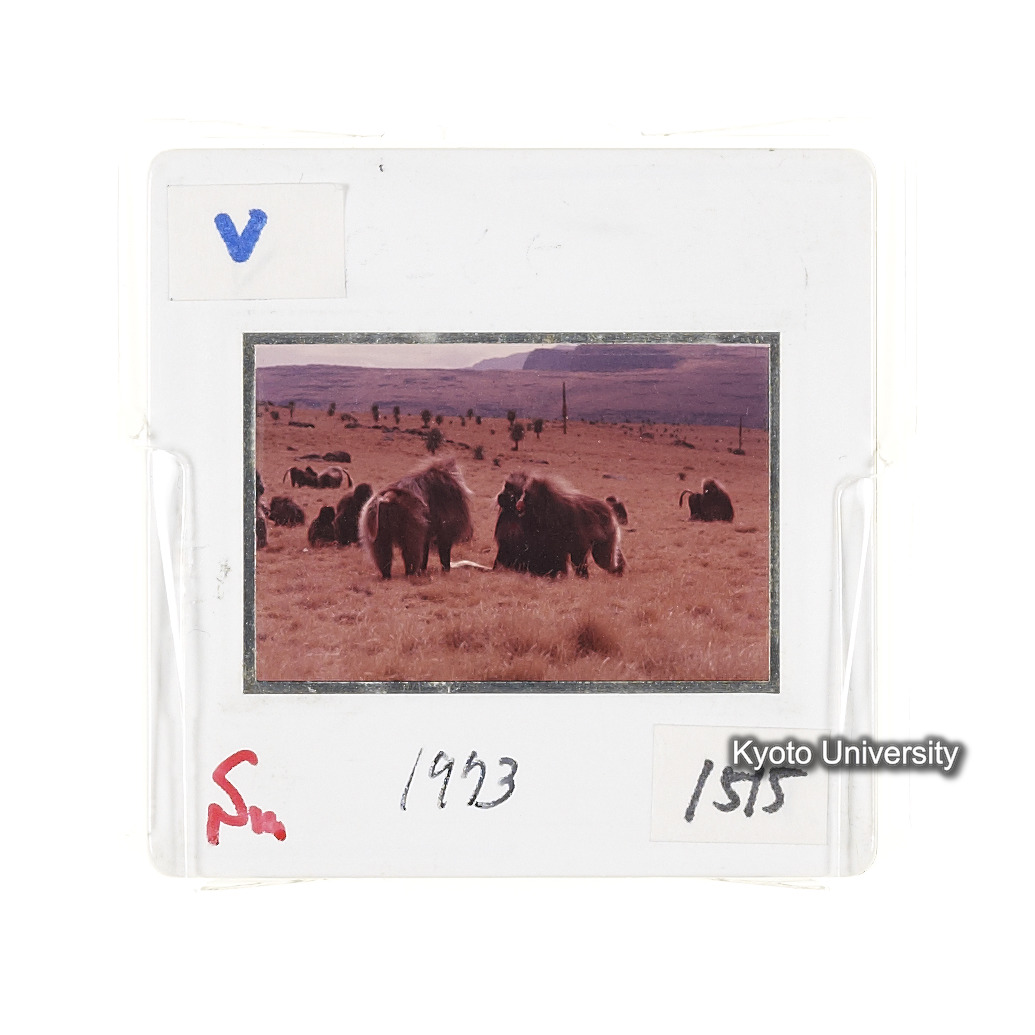 Sm　1973　1515 (2)