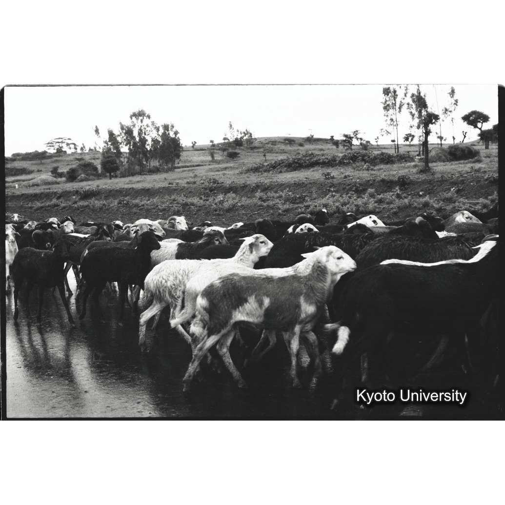 [３３コマ目]「羊の群れ」 (1)