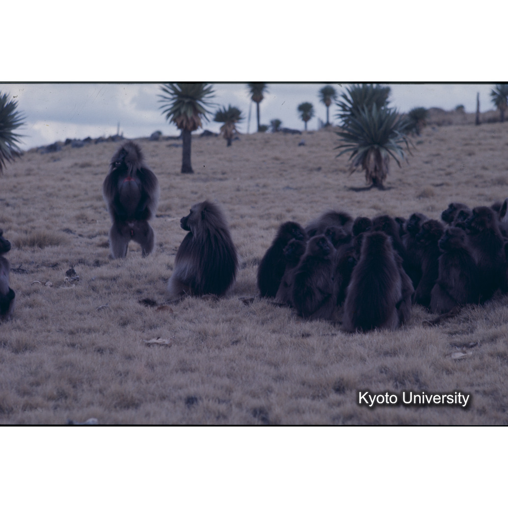 Sm　1973　51　（N）[赤色, 丸囲み] (1)