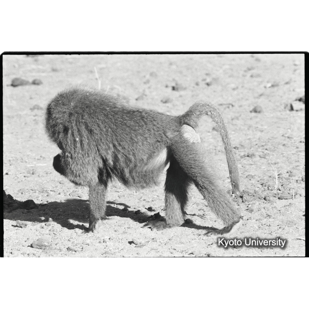 [２３コマ目]「アヌビスヒヒよりの雑種雄（３）」 (1)