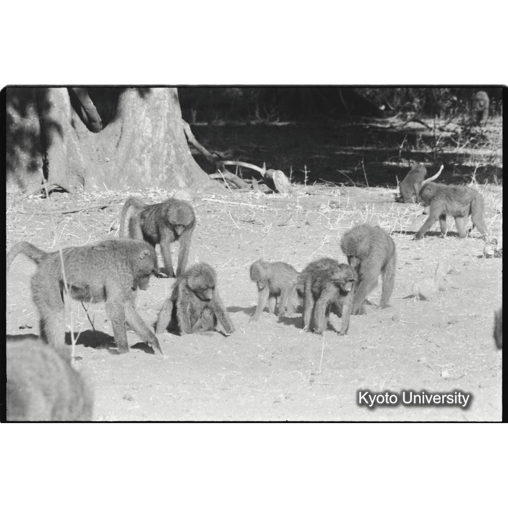 [２５コマ目]「アヌビスヒヒよりの雑種雄（５）」 (1)