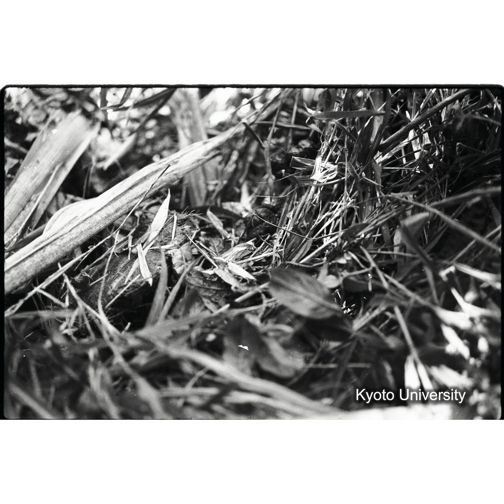 [25コマ目]「食痕（２）」 (1)