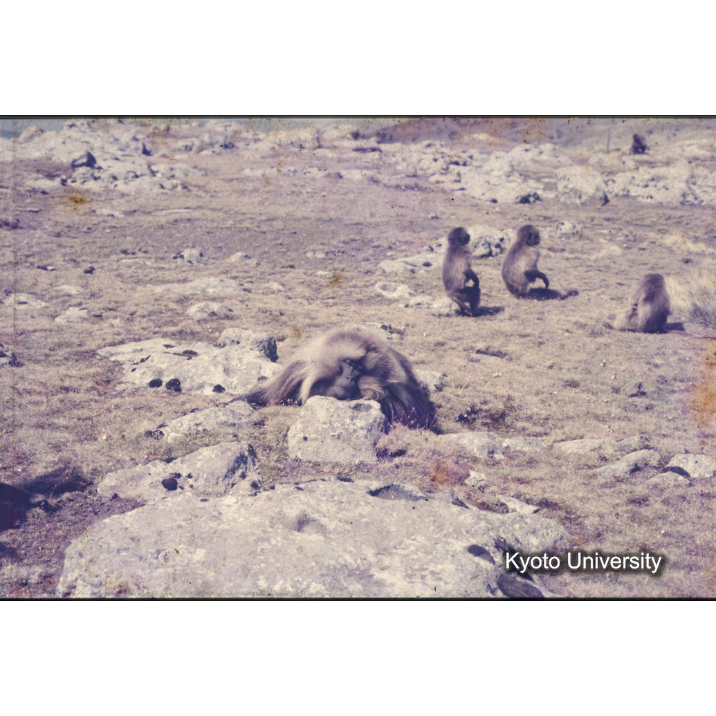 Sm　1973　1392 (1)