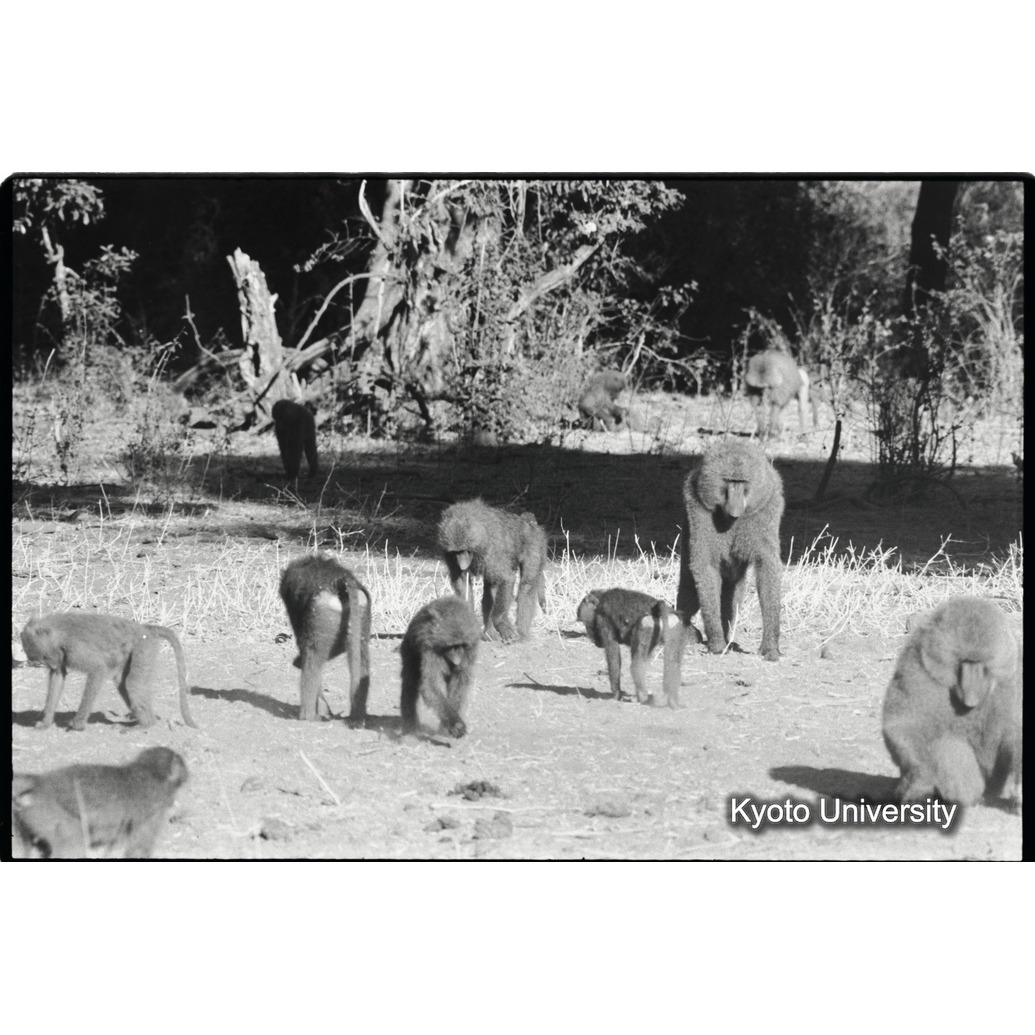 [２４コマ目]「アヌビスヒヒよりの雑種雄（４）」 (1)