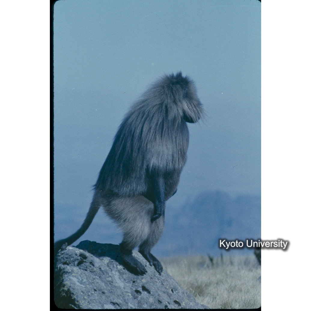 Sm　1973　52　（N）[赤色, 丸囲み] (1)