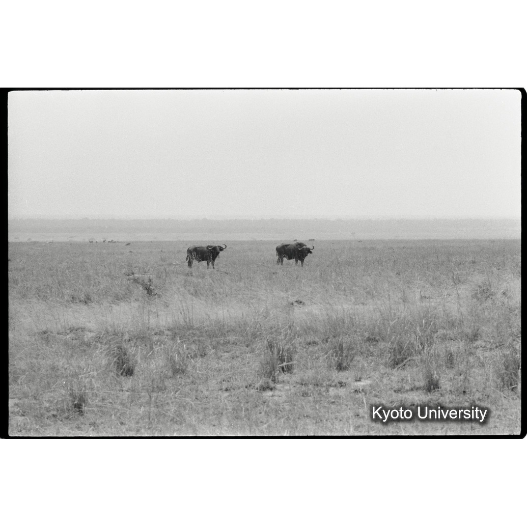 [１４コマ目]「バッファロー」 (1)