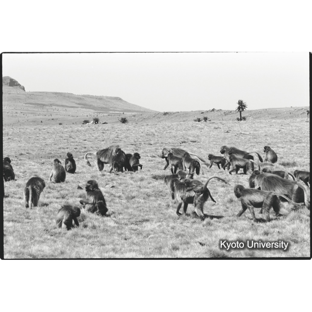 [２８コマ目]「リーダー雄同士の対決（１）」 (1)