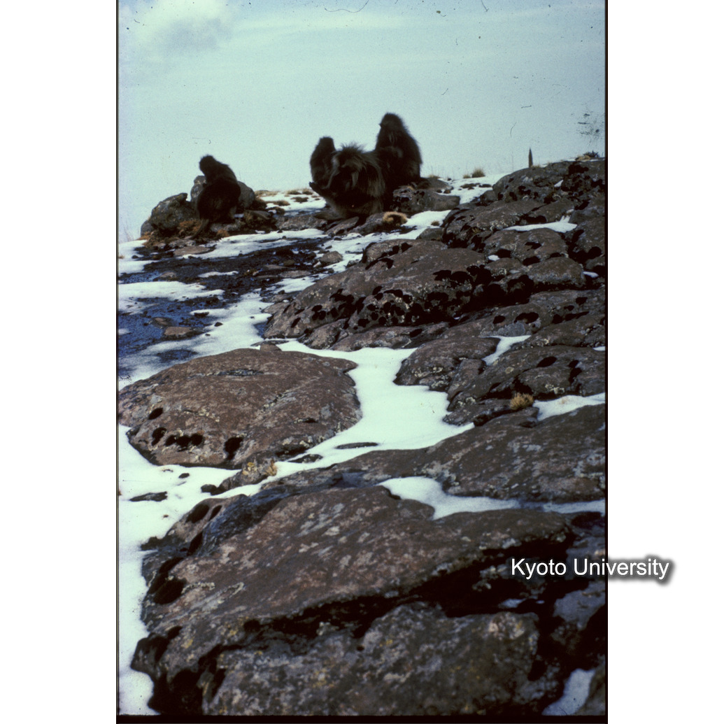 Sm　1973　R11　●[赤色シール] (1)