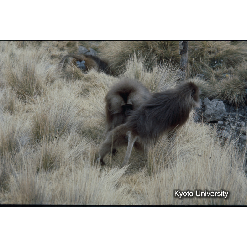 Sm　1973　R29　●[赤色シール] (1)