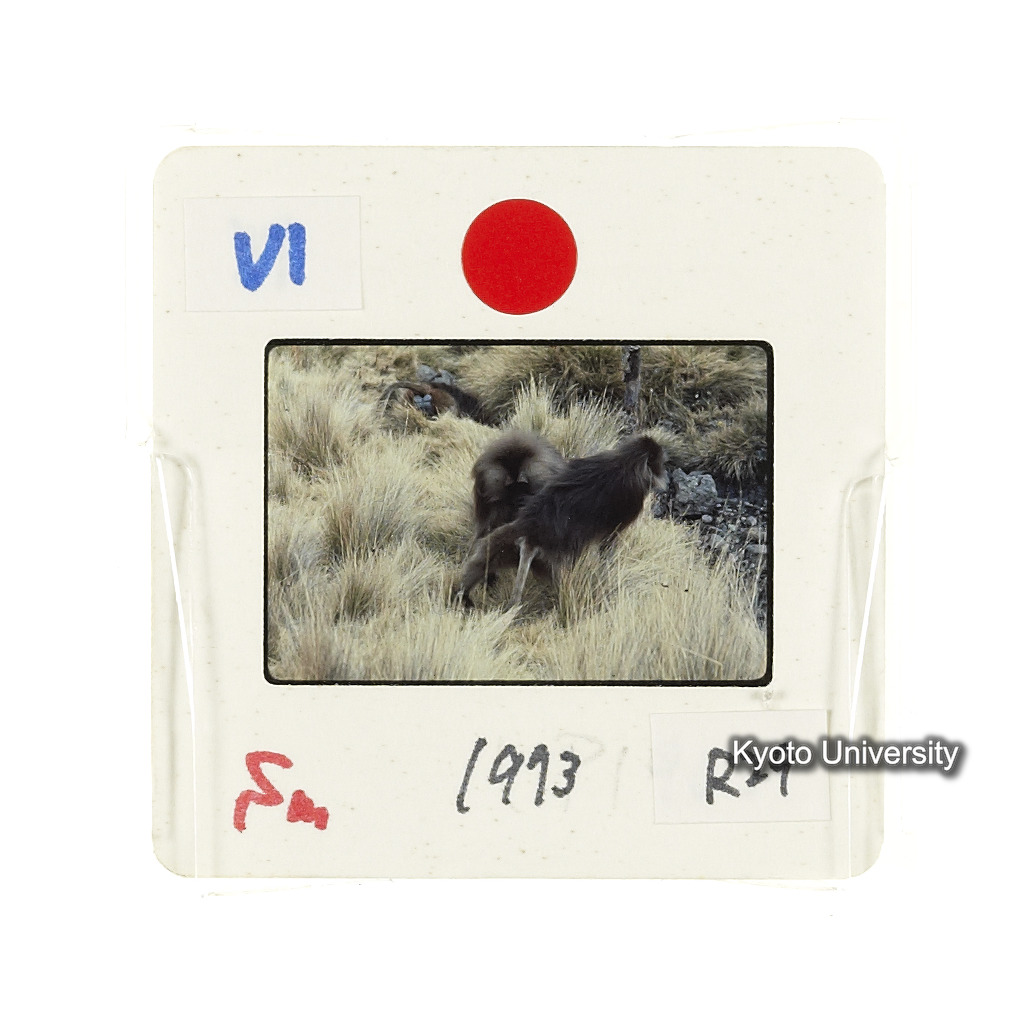 Sm　1973　R29　●[赤色シール] (2)