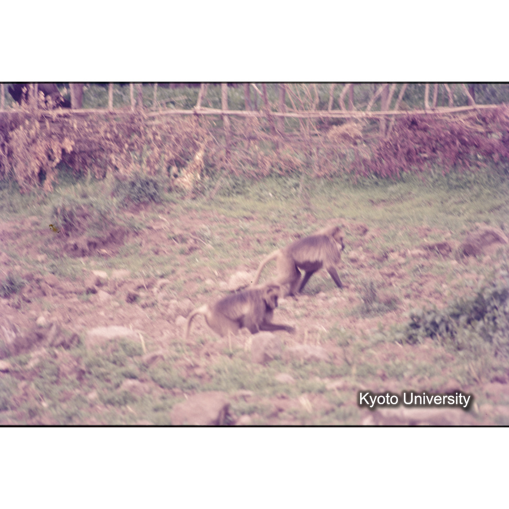 Sm　1973　1184 (1)