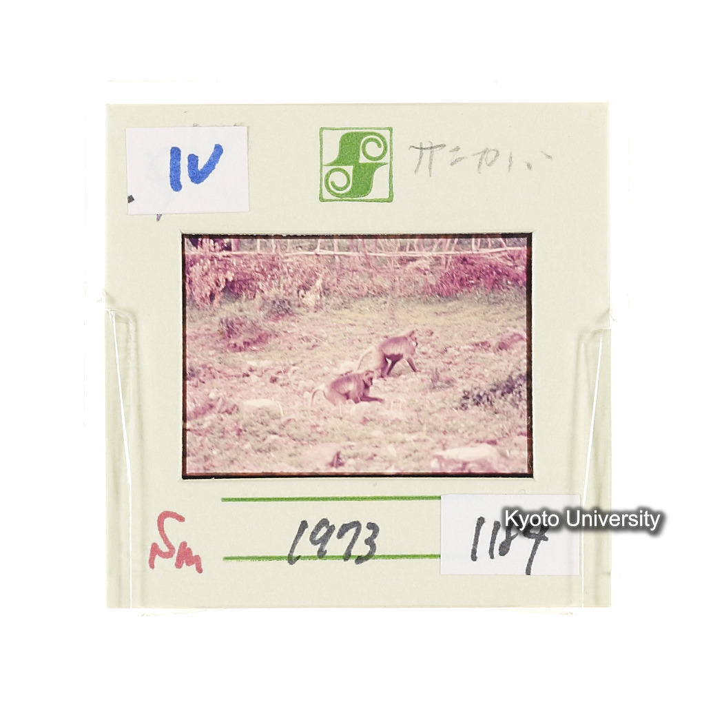 Sm　1973　1184 (2)