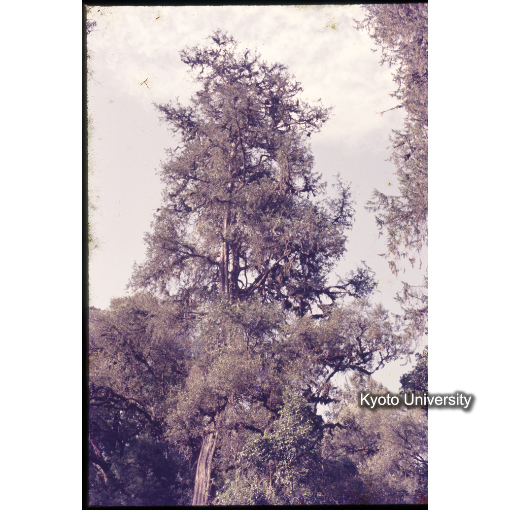 Sm　1973　1525 (1)