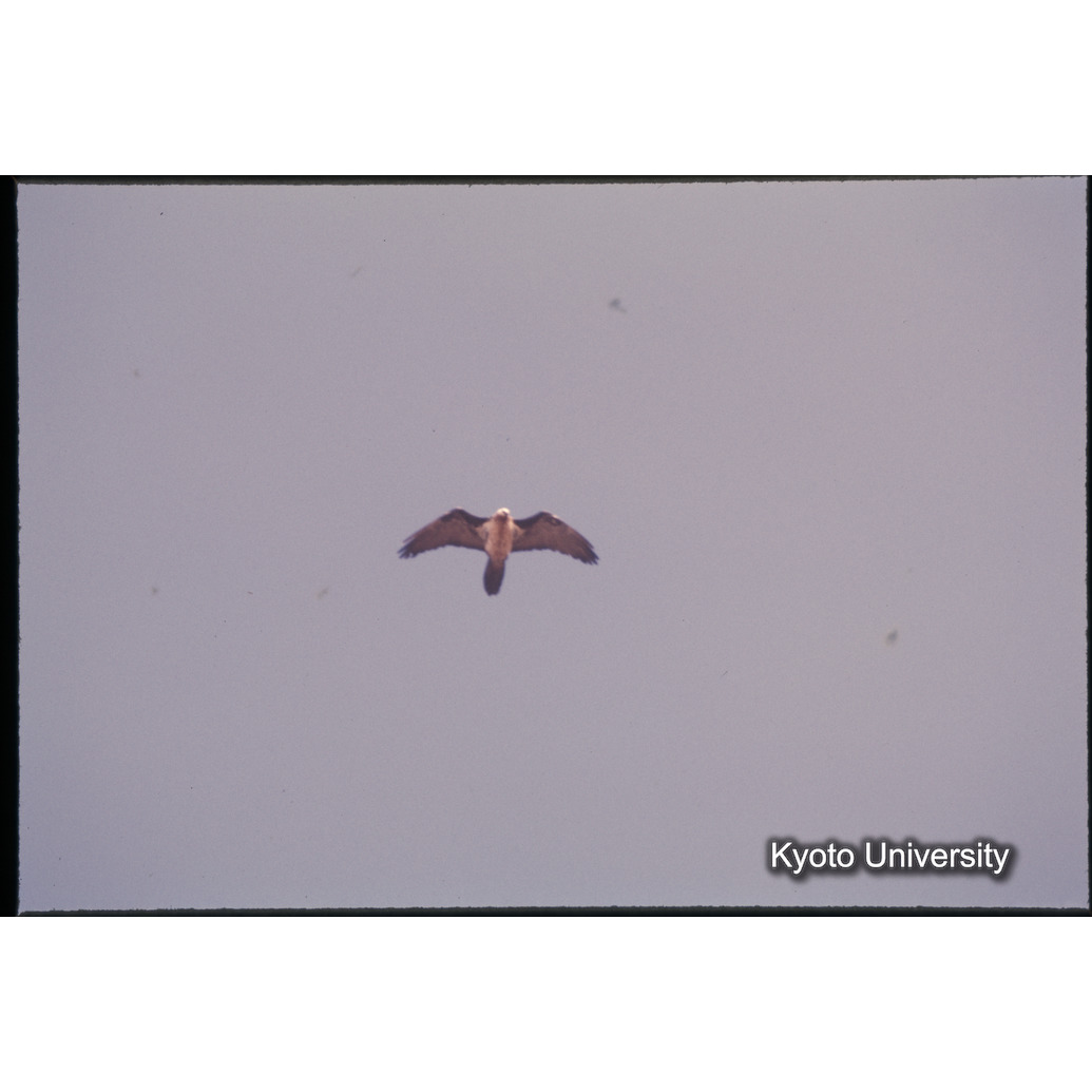 Sm　1973　1054 (1)