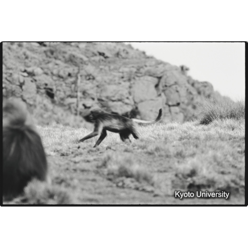 [９コマ目]「儀式的闘争でリーダー雄を追っかける若い雄（１）」 (1)