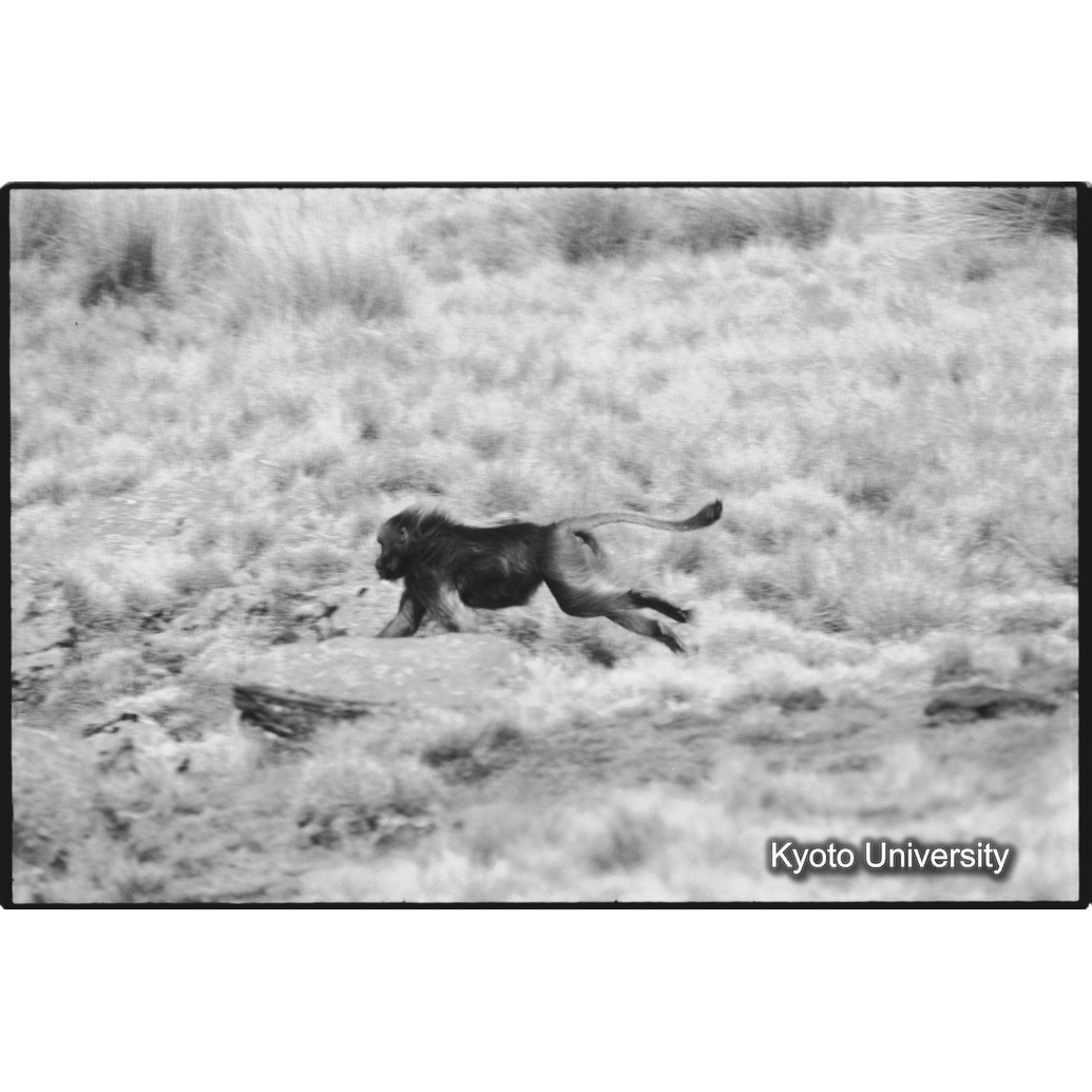 [１０コマ目]「儀式的闘争でリーダー雄を追っかける若い雄（２）」 (1)