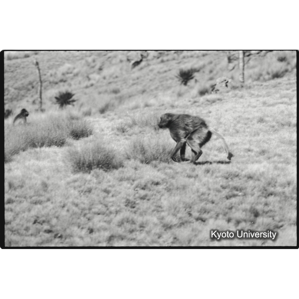 [１２コマ目]「儀式的闘争でリーダー雄を追っかける若い雄（３）」 (1)