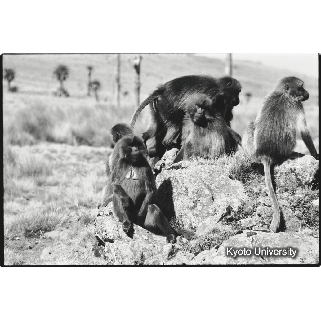 [１２コマ目]「雌の形態」 (1)