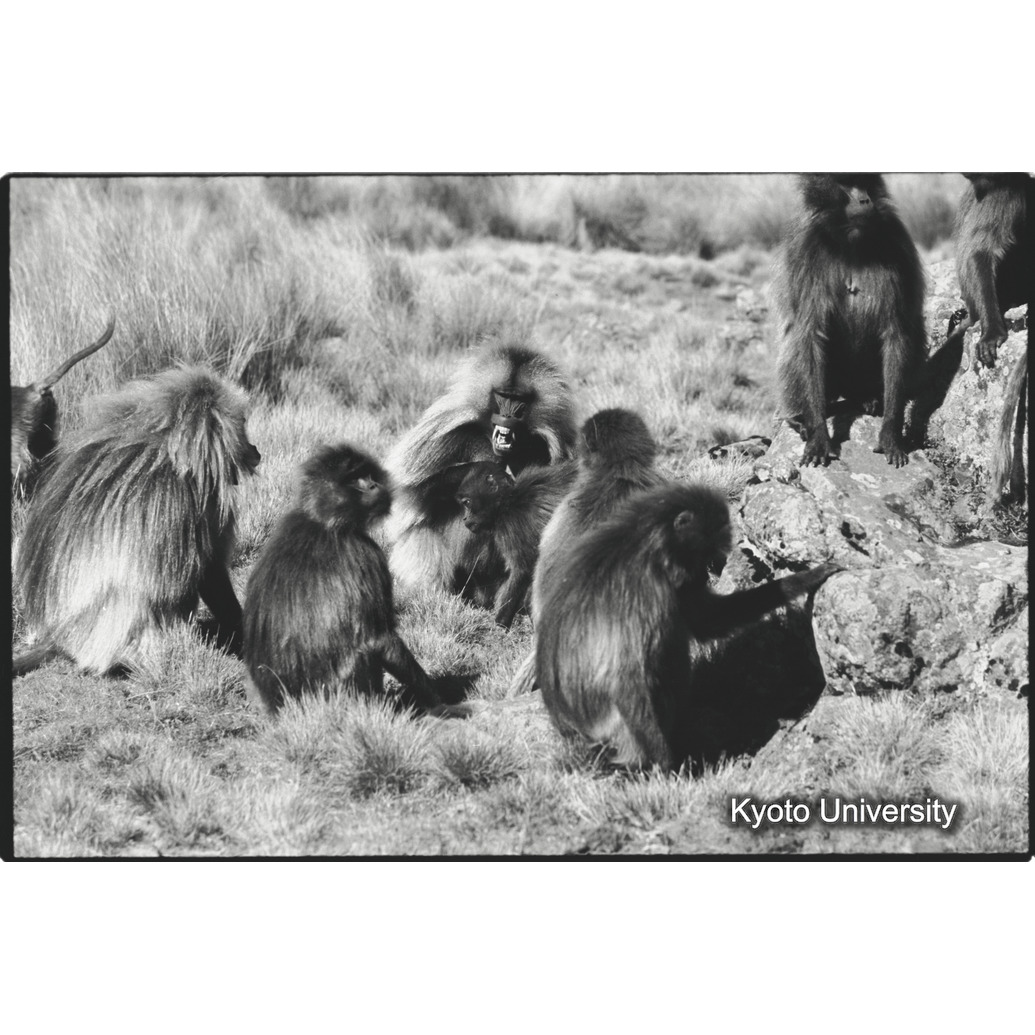 [１６コマ目]「リーダー雄とセカンド雄（４）　」 (1)