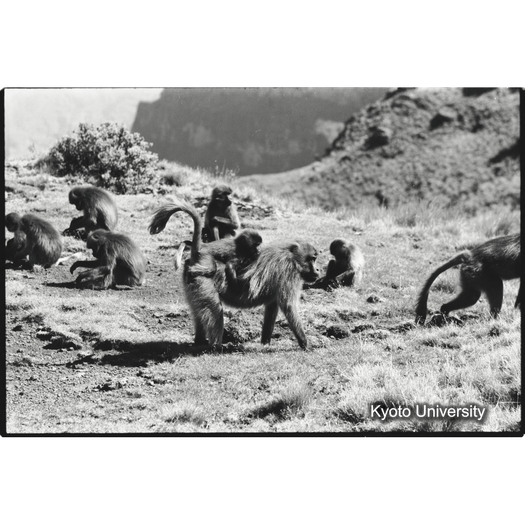 [１４コマ目]「母の背に乗る1歳児」 (1)