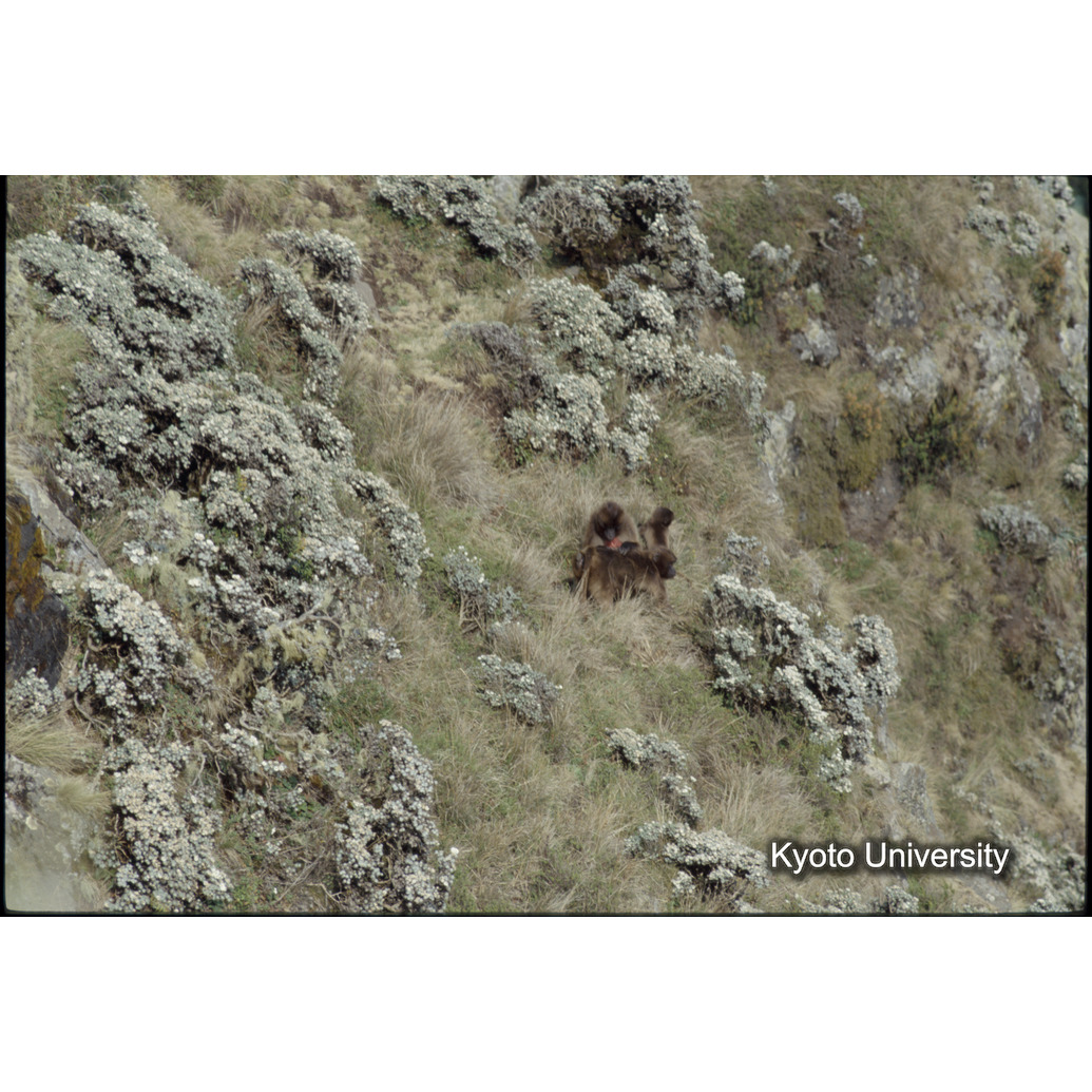 Sm　1973　1509 (1)