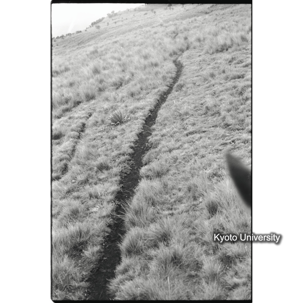 [３７コマ目]「草原についた小径」 (1)