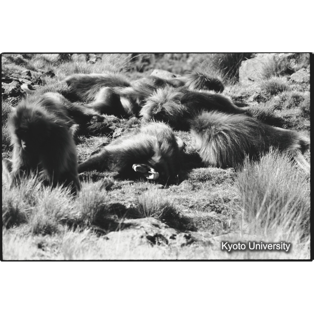 [３コマ目]「昼寝（２）」 (1)