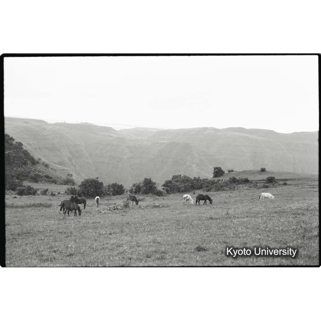 [３コマ目]「馬の放牧」 (1)