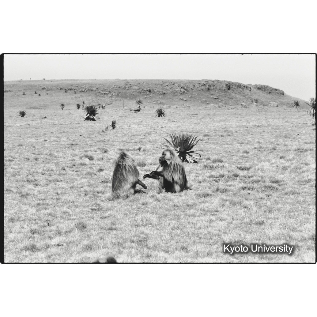 [６コマ目]「リーダー雄とセカンド雄（１）」 (1)