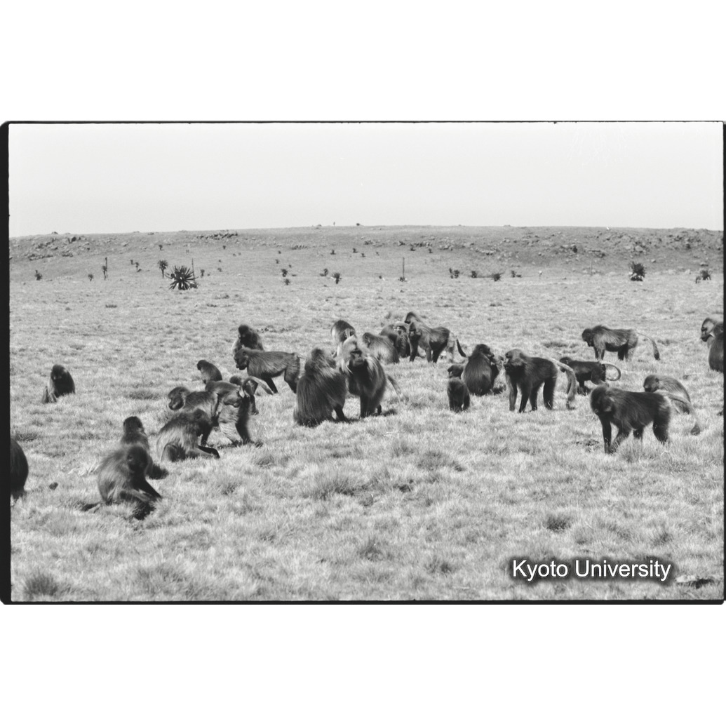 [２７コマ目]「交尾（５）」 (1)