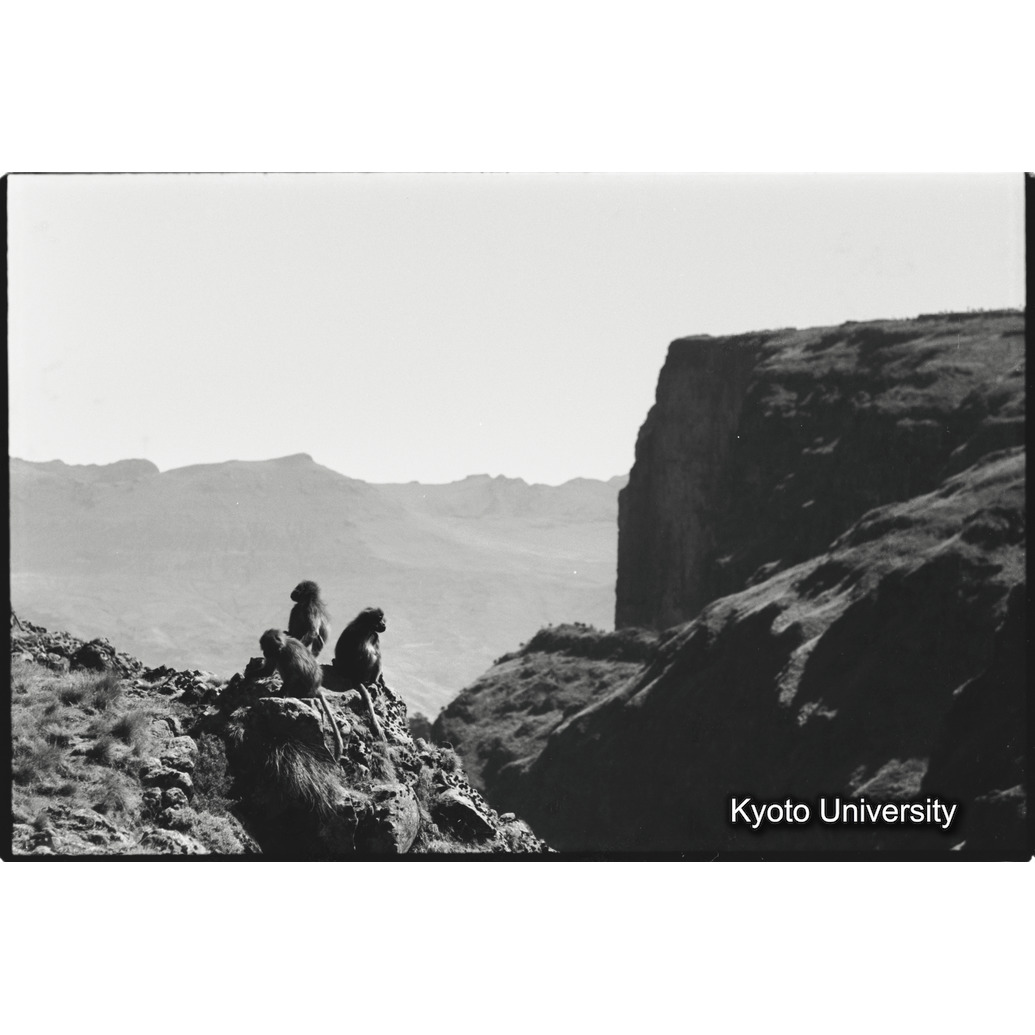 [２０コマ目]「ゲラダヒヒのいる風景」 (1)